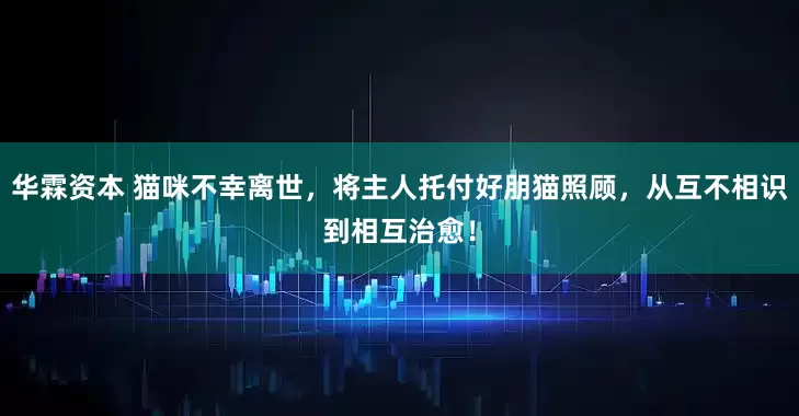 华霖资本 猫咪不幸离世，将主人托付好朋猫照顾，从互不相识到相互治愈！